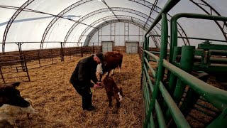 More Calves and Healing The Sick