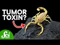 7 Medicines That Come from Super Toxic Critters