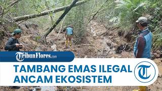 Tambang Emas Ilegal Ancam Hulu Air dan Ekosistem di Sumba Timur, NTT