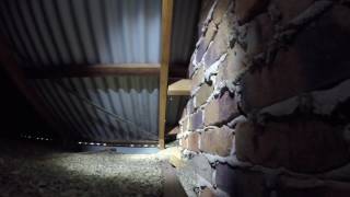 3 carpet pythons in jimboomba part 1