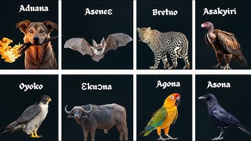 The History of Akan Family & Clans [Abusua ne Nton] Explained in Twi