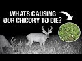 Why Is Our FOOD PLOT Dying? | Farm Projects | Family Dream Farm