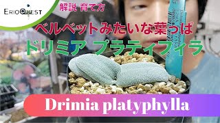 【解説】ドリミア プラティフィラ（毛羽玉）の育て方 Drimia platyphylla