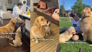 Golden Teaches Puppy Brother The House Rules