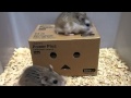 ハムスターとダンボーの同居 roborovski hamster