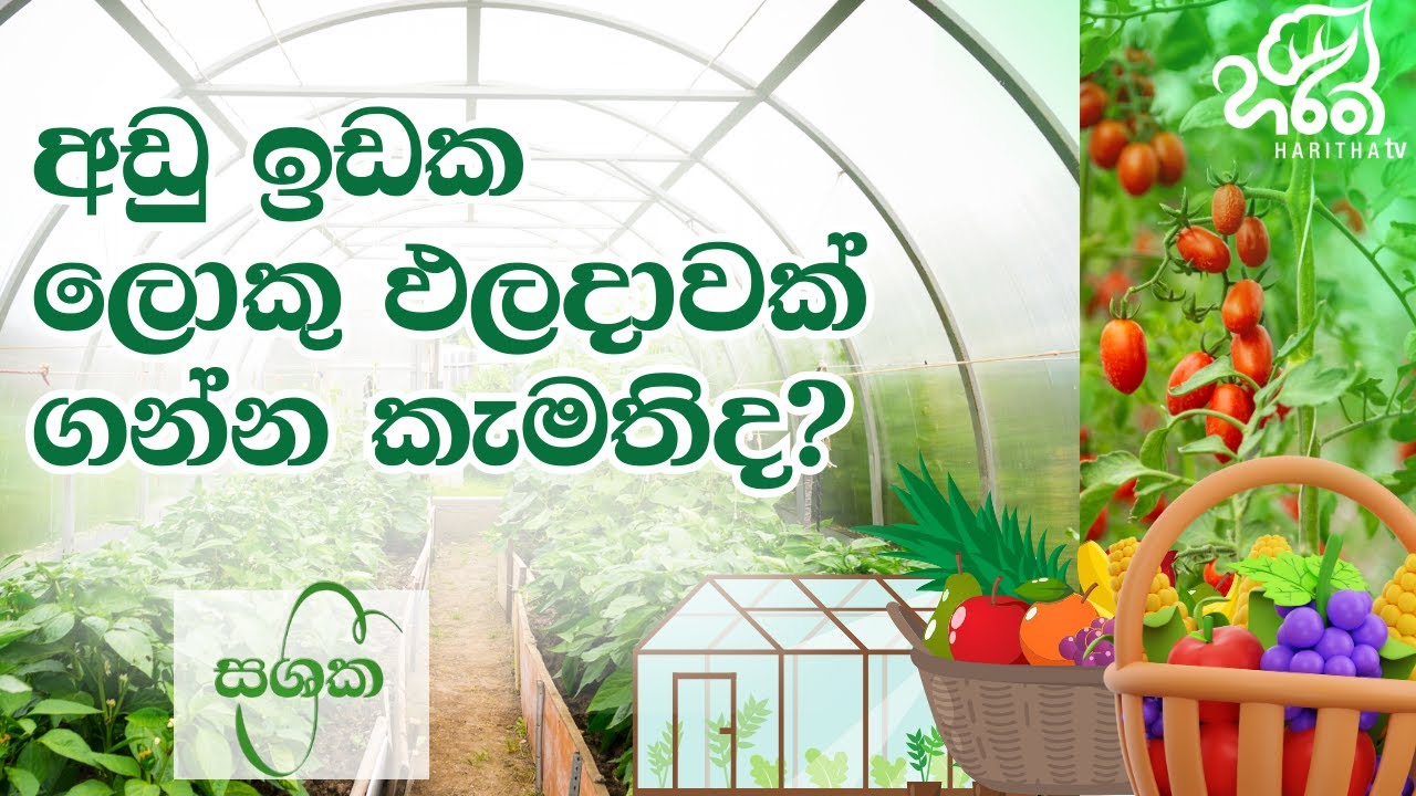 ආරක්ෂිත ගෘහ තුළ Hybrid බෝග වගාව | Onesh Agri (Pvt) Ltd | Haritha TV 🌾👨‍🌾🚜