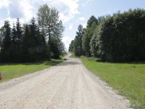 Запах леса
