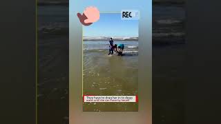 Good Samaritans Rescue A Beached Pilot Whale Calf