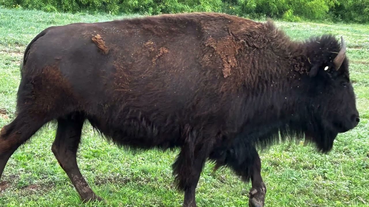 Caprock Canyon, Texas May 2025