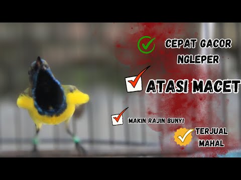 Suara burung sogok ontong gacor ampuh untuk pancingan sogon gacor agar bunyi