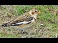 Snow Bunting at Godrevy