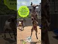 Totapuri Goat Se Judi Jankari#goat #bakra#totapuri #totapurigoat #bakraeid #facts #goatfacts #shorts
