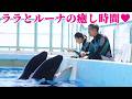 シャチショー終了後の癒し時間にホッコリ&hearts; 鴨川シーワールド シャチトレーニング KamogawaSeaWorld  orca killerwhale