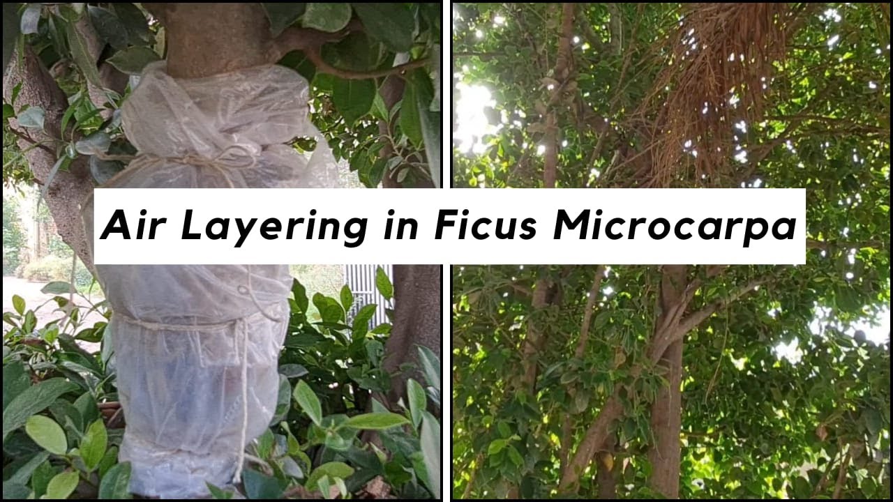 how to do air layering in plant | chinese banyan tree | @Bonsaiart324 ...
