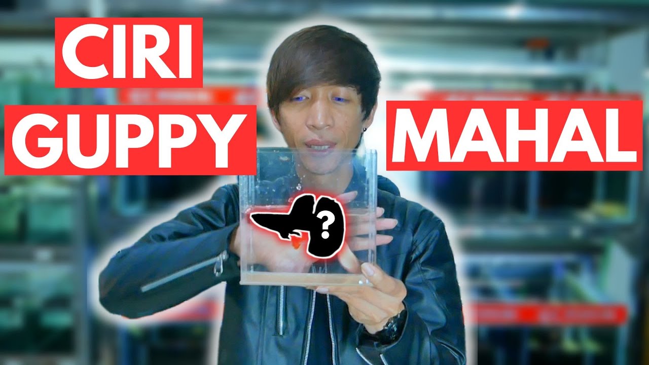 REVIEW 3 JENIS GUPPY YANG BISA DIJUAL MAHAL