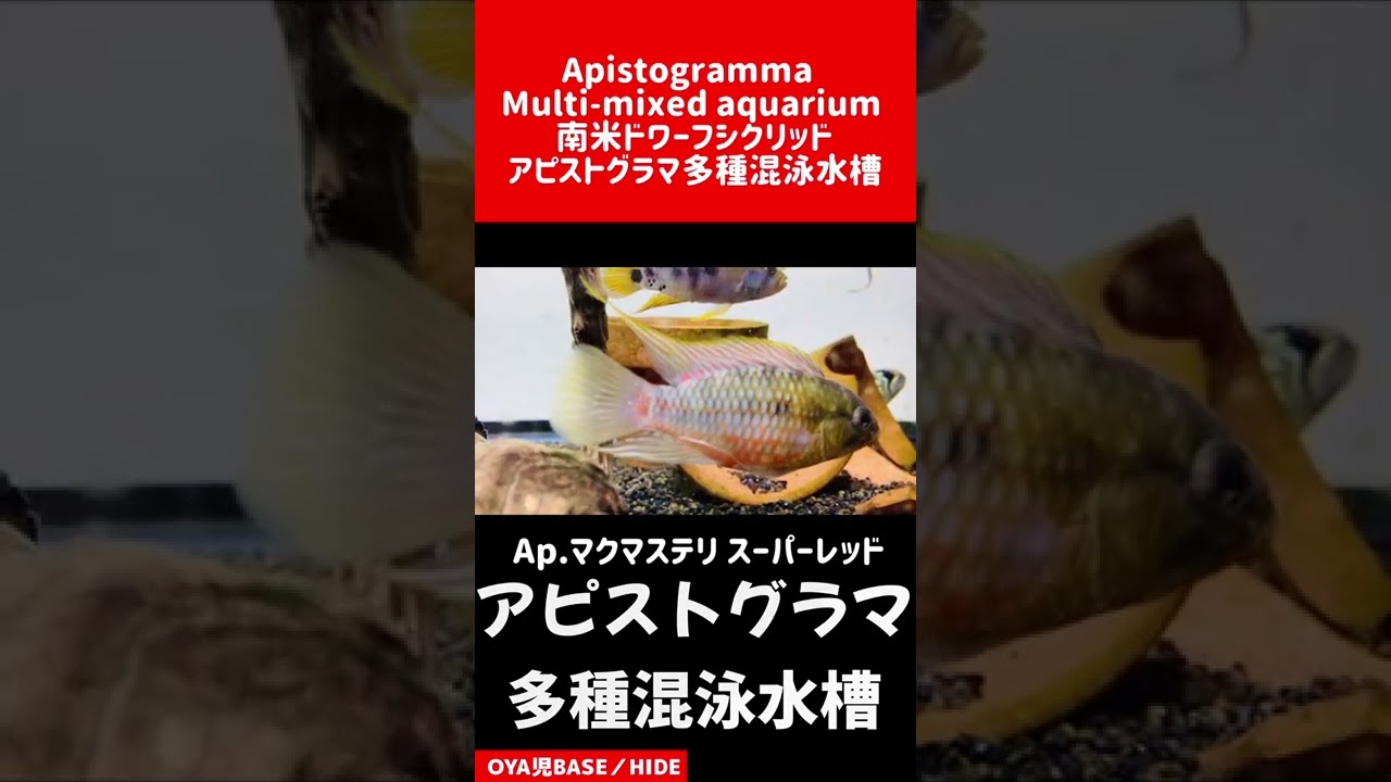 アピスト Apistogramma 南米ドワーフシクリッド多種混泳水槽 マクマステリ インカ50 メガプテラ アドケタ Aquarium Shorts Youtube アピスト Apistogramma 南米ドワーフシクリッド多種混泳水槽 マクマステリ インカ50 メガプテラ アドケタ Aquarium Shorts Youtube