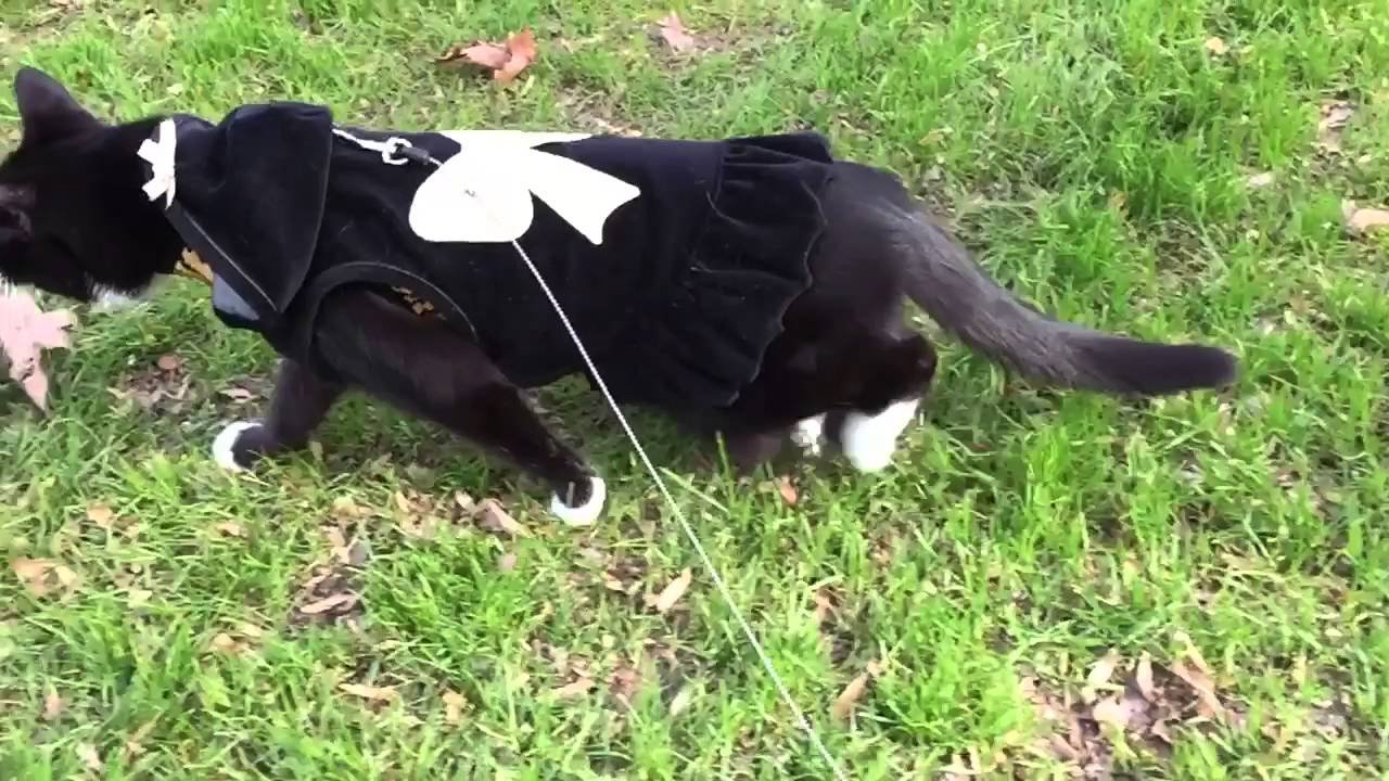 Declawed Cats Walk With Floppy Paws YouTube Declawed Cats Walk With Floppy Paws YouTube