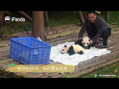 《當熊不讓》新生組合霸占頭條，過氣網紅如何翻身  | iPanda