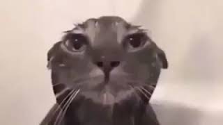wet cat 😻