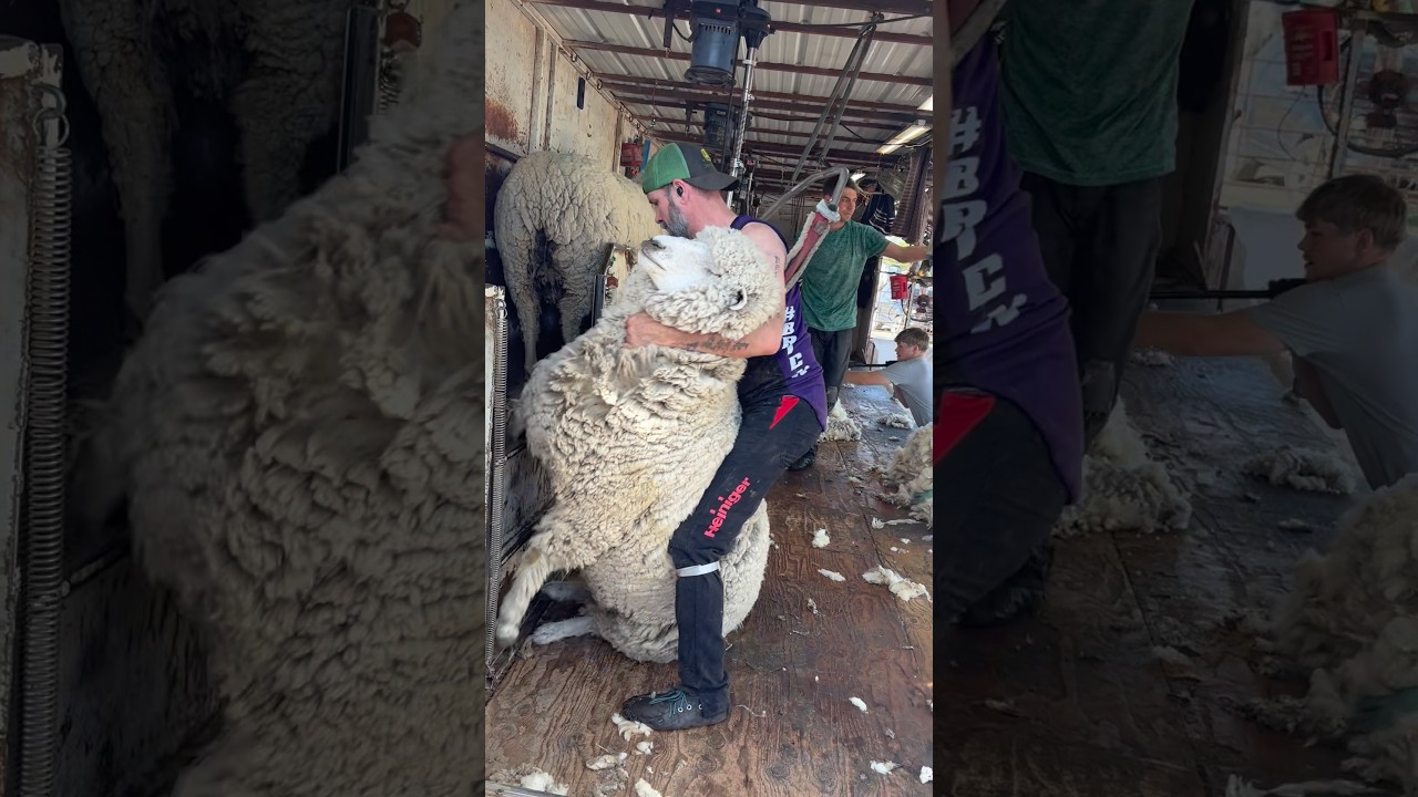 Shearing some Big Corriedale Ewes 🐑👀😅😅🤩😍🔥