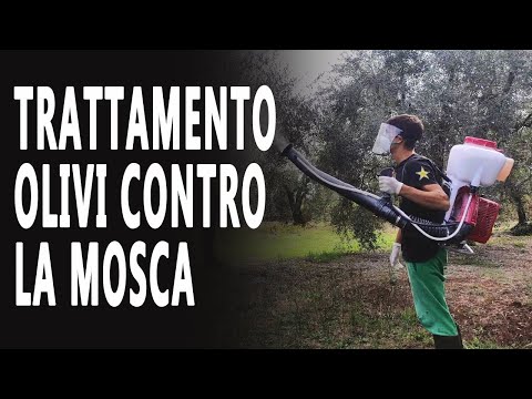 Video: Come Trattare Una Serra Da Una Mosca Bianca: Mezzi, Tempi, Recensioni E Video