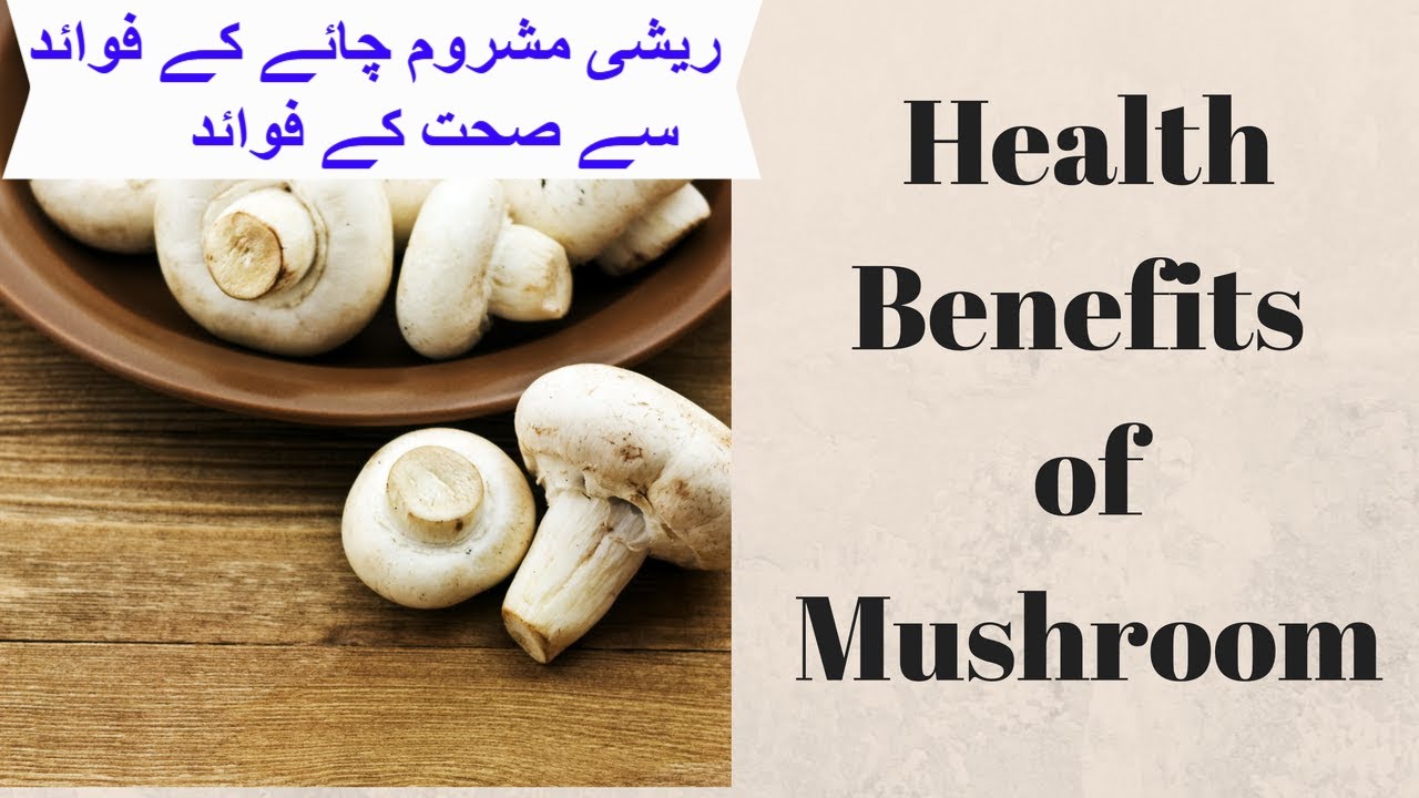 Health Benefits of Reishi Mushroom tea benefits for men side effects