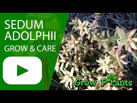Sedum adolphii - grow & care