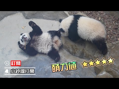 《熊貓早晚安》熊貓寶寶試圖靠賣萌萌暈隊友 | iPanda熊貓頻道