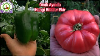 Ocak Ayında Mutlaka Bunları Ekin🍅Verimli Hasat İçin Bu Tohumları Erken Ekin Veriminiz Artacak #farm
