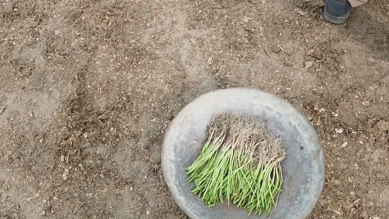 ਆਪਾ ਥਾ ਖਾਲੀ ਛੱਡਿਆ ਸੀ ਉਸ ਅੱਜ ਪਿਆਜ ਲਾਏ ਤੇ ਮਸਰ ਛੋਲੇ ਵੀ ਗੁੱਡ ਦਿੱਤੇ 