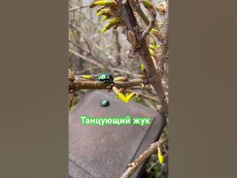 Танцующий жук - YouTube