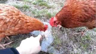 Stupid chickens deceived by ice