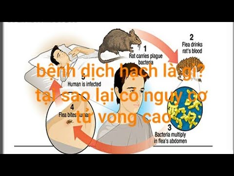 Video: Bệnh dịch hạch - bệnh này là gì