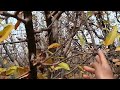 Apple tree pruning  some pruning tips  pruning technique