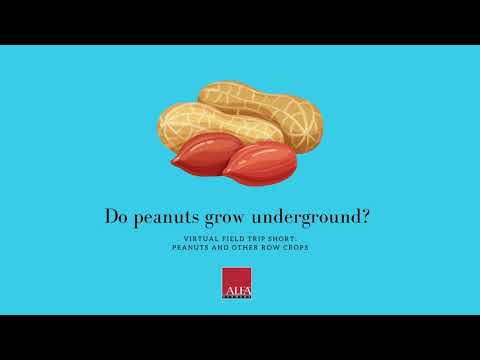Virtual Field Trip Peanuts Do Peanuts Grow Underground Youtube virtual field trip peanuts do peanuts grow underground