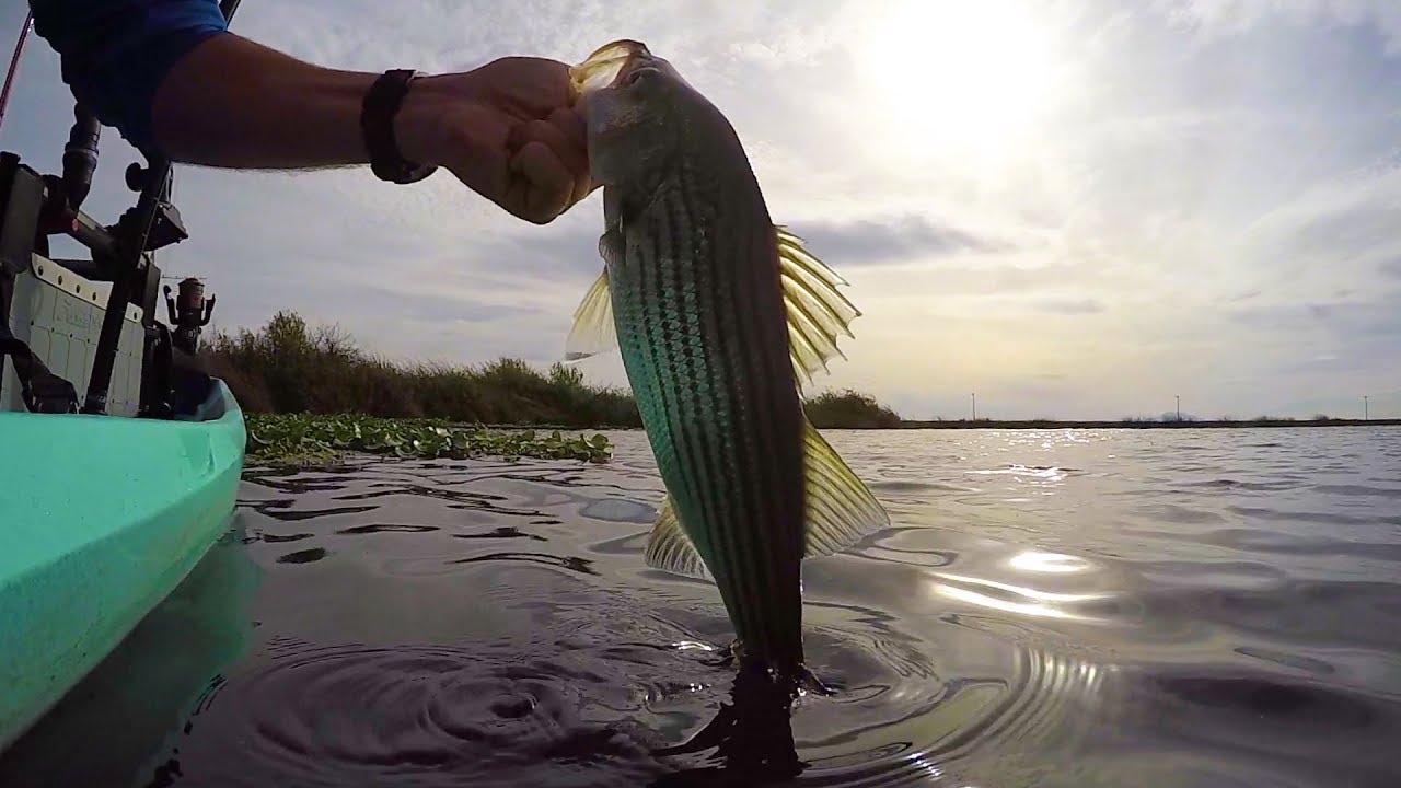 Kayak Fishing for Striper & Largemouth FieldTrips West Coast Field