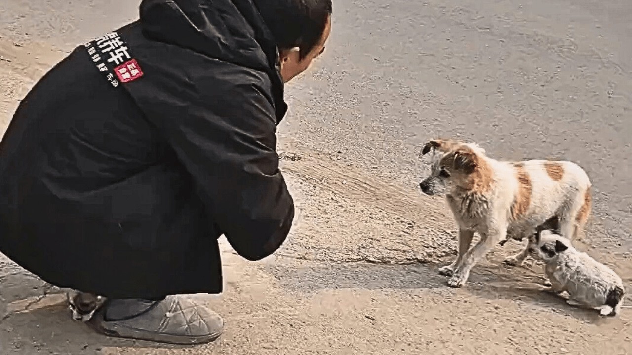«Позволь мне позаботиться о тебе и твоих детях» — бездомная собака ищет еду для щенков, безуспешно.