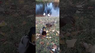 🦆🦆смелые     🦢🦢осторожные