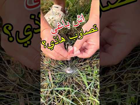 أروع صنارة لصيد الحوت صنارة صيد حوت سمك طعم فكرة  اكسبلور