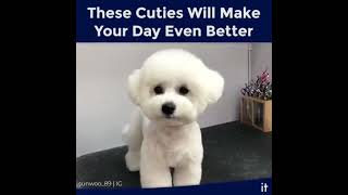 Grooming #grooming #groomers #pets #groomingtips