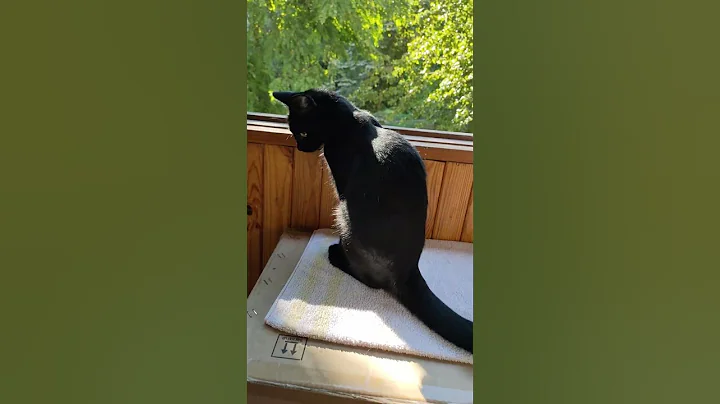 How interesting everything is for the kitty Lastyonka!) #cat #catfeika #catvideo #cat #lastyonka ...