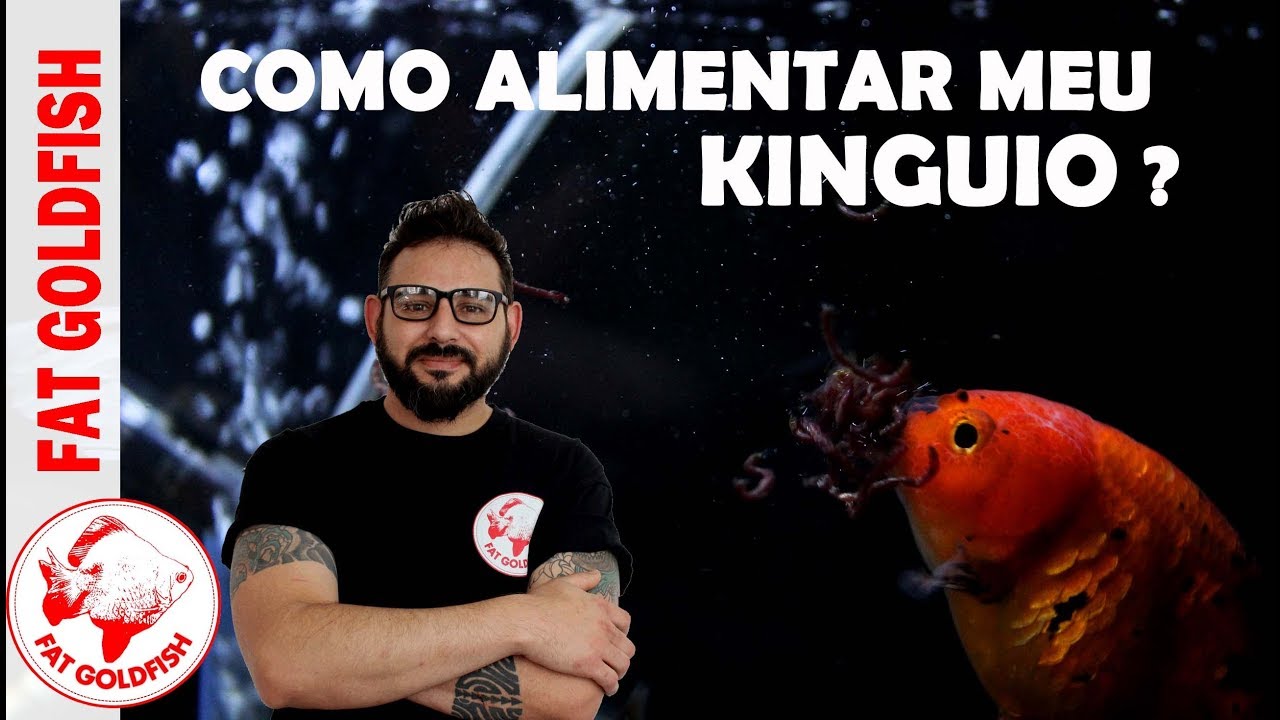 Como alimentar meu kinguio?
