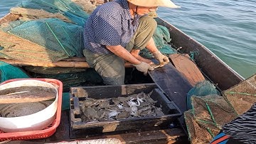 Nghề Rập Bát quái - Ngư Dân Trúng Đậm Ghẹ Sao - Chuột Miền Biển