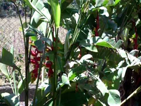 colibri e fiori tropicali,flores tropicales