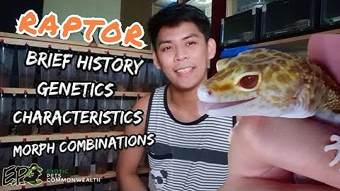 LEOPARD GECKO MORPH GUIDE | DETAILS ABOUT THE RAPTOR MORPH by EPC