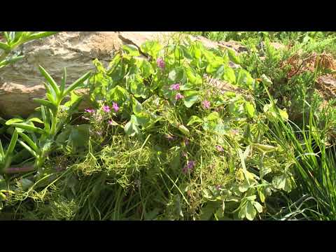 შაკო ქუსიკაშვილი: ქალაქ რუსთავში ყველაზე პოპულარული დიზაინერ- დეკორატორი