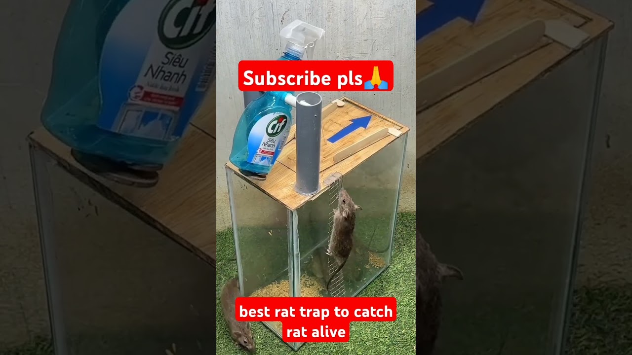 best rat trap to catch rat alive 