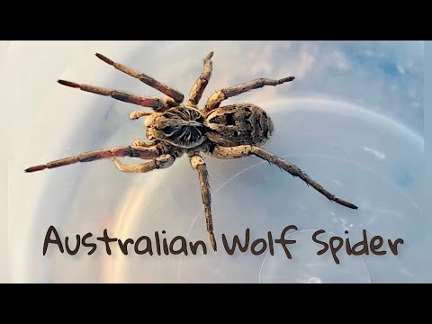 Australian Wolf Spider / Tasmanicosa / Family Lycosidae (Australia 2021)