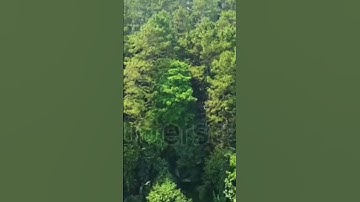 #shutterstock #shutterstock #video