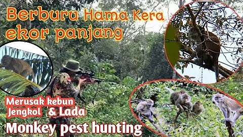 🔴 NGERI,BANTAI KERA NAKAL,TANPA AMPUN‼️// Hunting Monkey pests